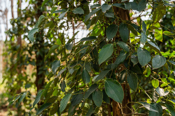Black pepper plants growing on plantation in Asia. Ripe green peppers on a trees. Agriculture in tropical countries. Pepper on a trees before drying.
