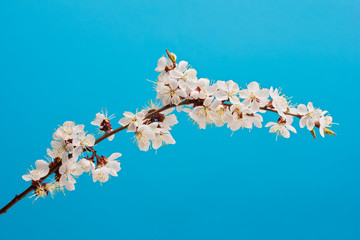 Beautiful apricot blossom flower with branch on blue background