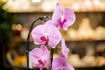 Beautiful pink color orchid with green leaves
