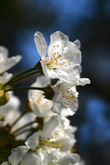 White cherry blossoms in spring sun with blue sky.