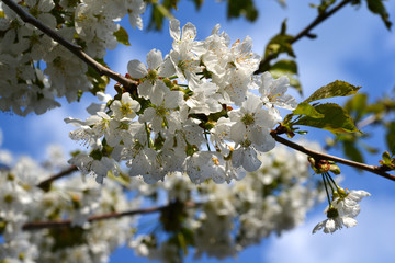 White cherry blossoms in spring sun with blue sky.