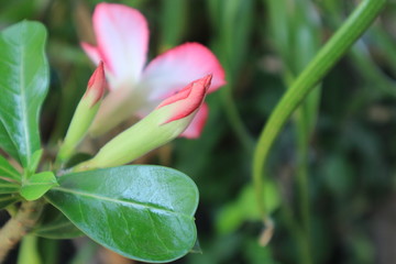 Azalea flower in the graden.