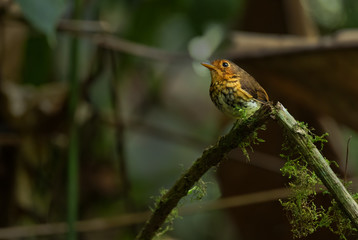 Ochre-breasted Antpitta - Grallaricula flavirostris, small l shy hidden bird from Andean forests, Mindodor.