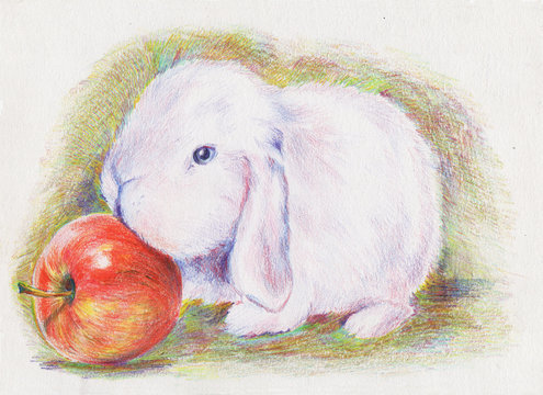 Realistic image of a cute, white, fluffy rabbit. Hand drawing with colored pencils of an animal. Pencil illustration.