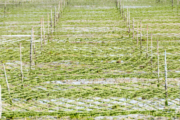 アーサの養殖場
