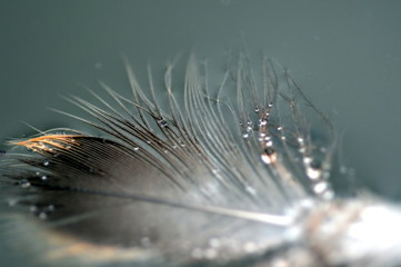 Federchen auf dem Wasser