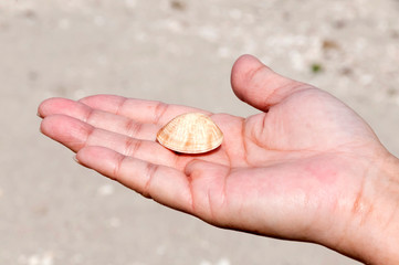 手のひらの貝殻
