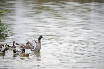 Mallard Duck ( Anas platyrhynchos ) swimming in the lake, Guzhen town of Zhongshan, Guangdong, China.