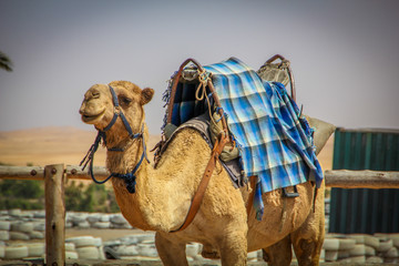 Happy Camel