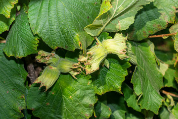 Hazelnut garden. Hazelnuts in a green shell on the branches in the hand. Fruits and flowers
