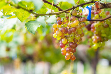 Large bunches of red grapes hang from a vine. Beautiful nature vineyards
