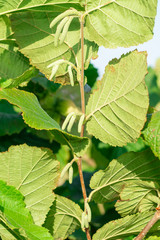 Hazelnut garden. Hazelnuts in a green shell on the branches in the hand. Fruits and flowers