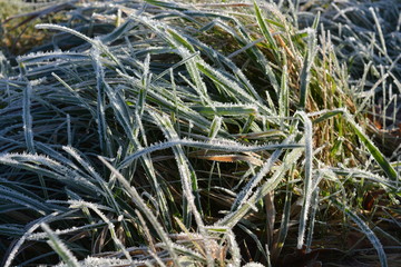 frost on grass