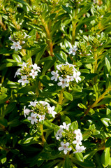 海岸に生育する海浜植物 「浜払子」