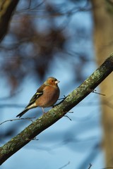 Ein männlicher Buchfink sitzt im Herbst Winter auf einem schrägen Ast blauer Hintergrund, Fringilla coelebs