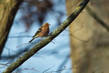 Ein männlicher Buchfink sitzt im Herbst Winter auf einem schrägen Ast blauer Hintergrund, Fringilla coelebs