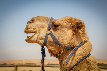 camel in Namib desert