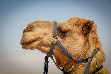 Namibian Camel