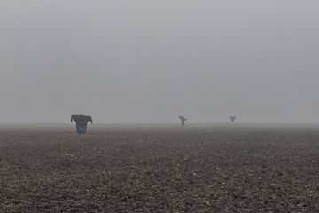 Scarecrows standing in the thick fog on an empty crop field. Dark and misty farmland winter scene. 