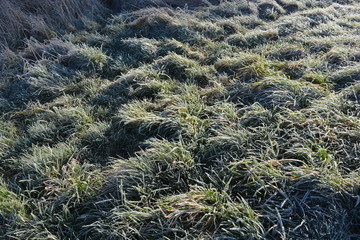 frost on grass in winter
