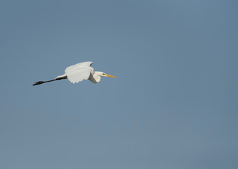 Great Egret flying at Asker marsh, Bahrain