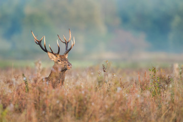 Red deer stag (Cervus elaphus) in the colors of a foggy morning