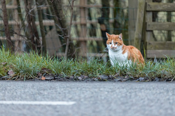 Watchful looking ginger and white cat sitting in the grass with a fence on the background trying to cross the road in de Dutch countryside.