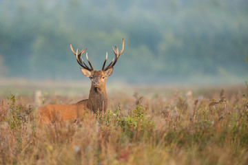Naklejka na ściany i meble Red deer stag (Cervus elaphus) in the colors of a foggy morning