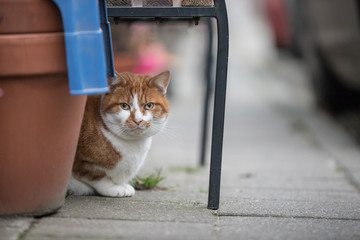 Large watchful looking ginger and white cat sitting in under a bench on the sidewalk