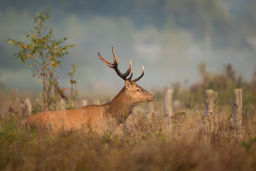 Red deer stag (Cervus elaphus) in the colors of a foggy morning