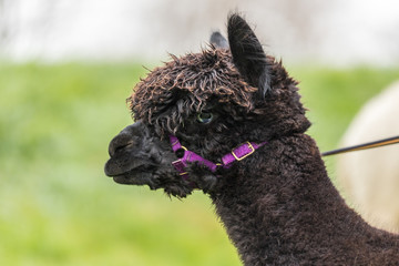 Isolated portrait of a black Alpaca with blue eyes wearing a head harness with a green background