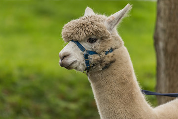 Isolated portrait of a white Alpaca wearing a head harness with a green background