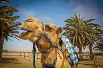 Camel saying 