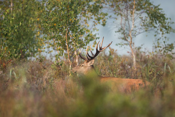 Red deer stag (Cervus elaphus) in the colors of a foggy morning
