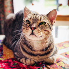 Tabby cat soaking up sunshine on table