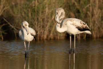 Selective  focus: Juvenile Greater Flamingos resting  at Asker marsh in the morning hours, Bahrain