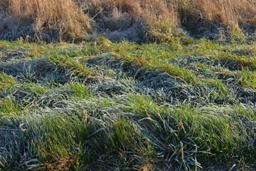 frost melting on grass in the field