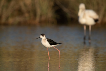 Black-winged Stilt at Asker marsh with backdrop of greater flamingo, Bahrain