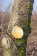 Fresh cut branch on apple tree. Formation of apple trees in the garden during the spring thinning...
