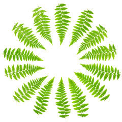 Circle arrangement in round rosette of fern leaves 100 mpx Image set isolated on white background...