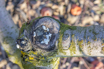 Moss and a sick knot on a healed cut of apple tree. Seasonal trimming of branches.