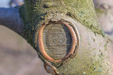 Healing a wound on a tree after trimming an old and useless branch. Formation of apple trees in the garden during the spring thinning of the branches.