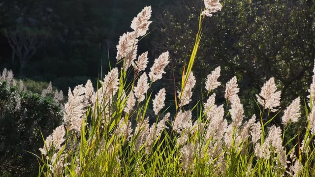 Wind shakes flowers in Jardin Canario. Canary Islands.