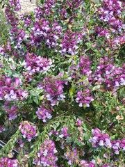 Magnificent Prostanthera
