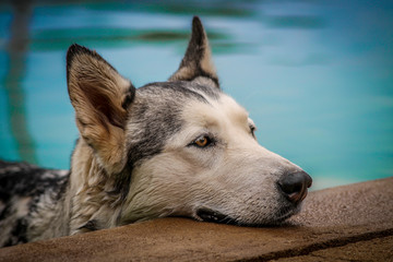 Husky cooling off in some clear blue water