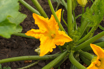 Zucchini plant and flower. Young vegetable marrow growing on bush.