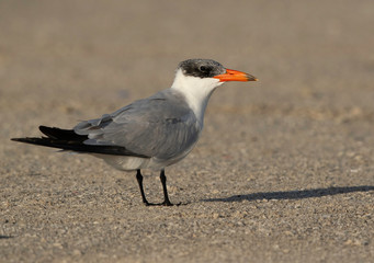 Portrait of a Caspian tern at Busiateen coast, Bahrain