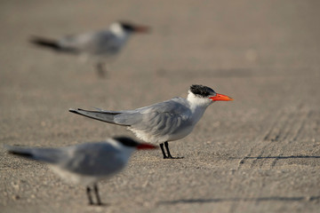 Selective focus: Caspian terns at Busiateen coast, Bahrain
