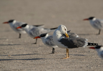 Great Black-backed Gull preening surrounded by caspian tern , Bahrain