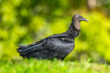 King vulture, Sarcoramphus papa, large bird found in Central and South America. Flying bird, forest in the background. Wildlife scene from tropic nature. Red head bird. Condor with open wing, Panama
